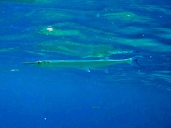 Keeltail Needlefish (15